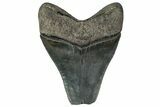 Serrated, Fossil Megalodon Tooth - Georgia #332853-1